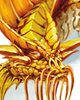 Gold Dragon