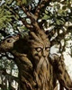 Treant